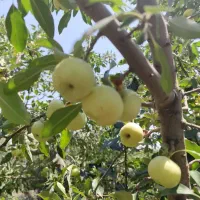 باغ و باغچه ۲۲۲متری/سند تکبرگ /آب و برق مصرفی|فروش زمین و ملک کلنگی|تهران, شهرک ولیعصر جنوبی|دیوار