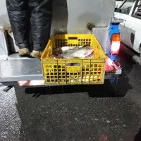 فروش ماهی زنده آدینه پاک کردن ماهی رایگان|ماهی|بروجرد, |دیوار