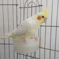 عروس هلندی نر لوتینو