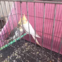 نر و ماده عروس هلندی