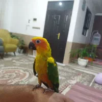 خورشیدی دستی