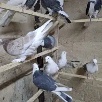 کفتر پرشی شازده و هما.طوقی