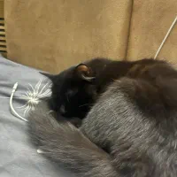 گربه واگذاری