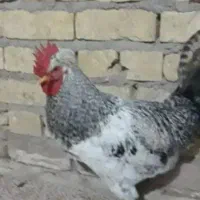 خروس محلی ارگانیک