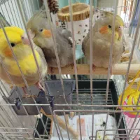 عروس هلندی زیبا