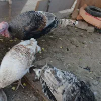 بوقلمون|حراج|مسجد سلیمان, |دیوار