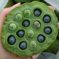 پسته دریایی تازه و پوکه خالی