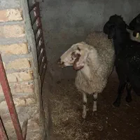 بره ماده ۴۰کیلویی