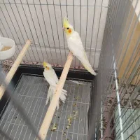 عروس هلندی