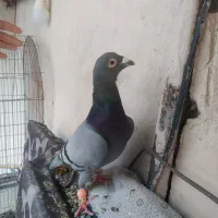 کفترسبززدوخوردی ذات دار