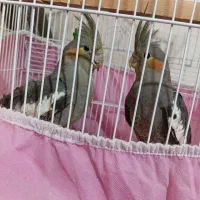 یک جفت عروس هلندی هرکدام ۱۳۰۰