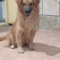 سگ پاکوتا اشپیزپامر