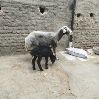 گوسفند بره دار