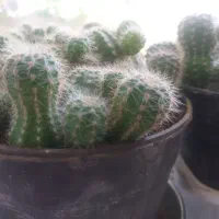 کمربندکیف وانواع گل طبیعی وچندتخته فرش نصف قیمت|کیف، کفش، کمربند|قروه, |دیوار