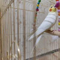 عروس هلندی نر|پرنده|قم, یزدان‌شهر|دیوار