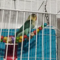 کوتوله نژاد دار