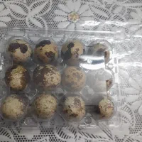 تخم تازه و ارگانیک بلدرچین