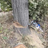 خرید انواع چوب|خدمات باغبانی و درختکاری|نوشین شهر, |دیوار