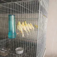 30عددجوجه قناری رسمی رنگ روشن دارچینی،شتری