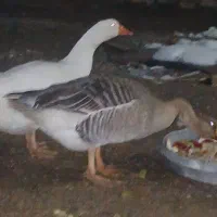 یک جفت غاز جوان