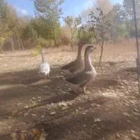 ۱۰ عدد قوغاز تخم گزار|حیوانات مزرعه|خلخال, |دیوار