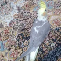 پرنده|پرنده|شاهدشهر, |دیوار