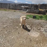 سگ کورد|سگ|اراک, |دیوار