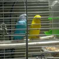 طوطی برزیلی نر و یک جفت مرغ عشق|پرنده|اندیشه, شهرک مریم|دیوار