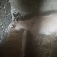 کولارسانن آبستن 2ونیم ماه یا3ماه