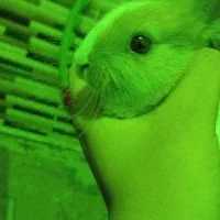 فروش فوری خرگوش