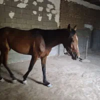 اسب جوان ۳ ساله مادیان