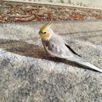 عروس هلندی
