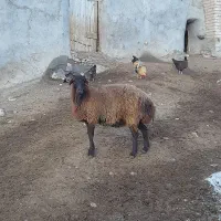 بره ماده و نر