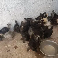 جوجه مرندی و گردن لخت