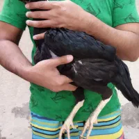 جوجه لاری، مرغ و خروس لاری...|حیوانات مزرعه|تربت جام, امام|دیوار