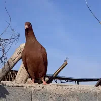 کفتر.کبوتر سرخ دم‌سفید عطیقه کاکل میخ و درشت