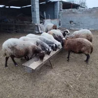 ده راس گوسفند آبستن