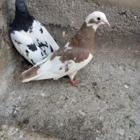 کبوتر|پرنده|مشهد, کوی دروی|دیوار