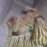 جارو شهری|لوازم نظافت|خرم‌آباد, |دیوار