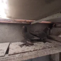 کبوتر فیلی جفت