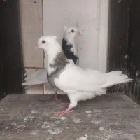 جوجه طوقی پرشی