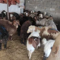 پروار قلم آبی گوسفندزنده