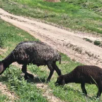میش با بره جفت