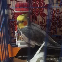 عروس هلندی نر