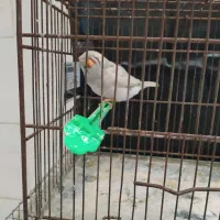 فنچ انگلیسی و پنگوئنی