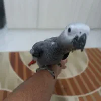 جوجه کاسکو|پرنده|تایباد, |دیوار
