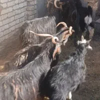 بز و بزغاله