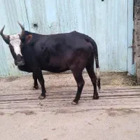 فروش گاو|حیوانات مزرعه|نوشهر, |دیوار