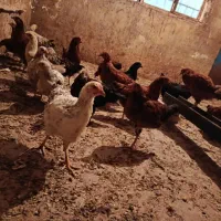 وارک مرغ|حیوانات مزرعه|جوانرود, |دیوار