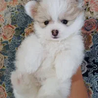 فروش فوری پامرانین عروسکی